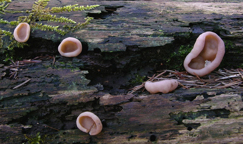 Ecco i primi ascomiceti.